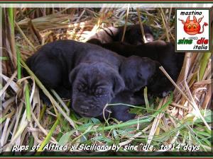 cuccioli Althea x Siciliano,,, 18 Augstu 2007,,, oxx