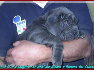 Camorra daughter of sine^die Sicano x Ramona del Castrllaccio 01