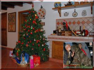 BIS It. Ch. Achillle Regno di Sicilia son of Sine^die Sicano,