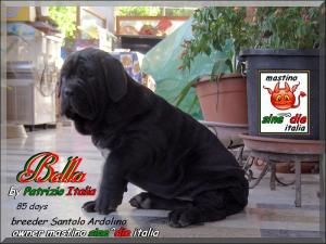 Bella by Patrizio Italia owner mastinosine^die italia...85 days