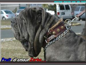 Fruit d'amour Zorba,,,
