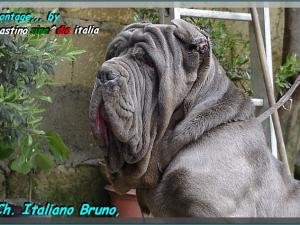 Ch Italiano Bruno by Enrico Sorrentino