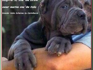 by sine^die Ustica del Castellaccio owner mastino sine^die italia 069