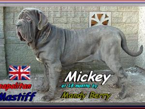 Mickey by Mandy Berry