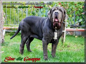 Sine^die Guappa by Tzunami,,, 18 months