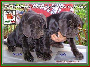 Cuccioli Althea x Siciliano by sine^die 23 ottobre 2007,,,,,,