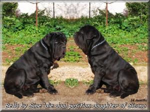 Bella,,, 14 months daughter of Sine^die Sicano,,,