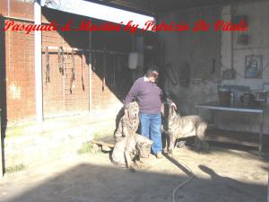 Pasquale - tzunami -anita e nikita - by patrizio