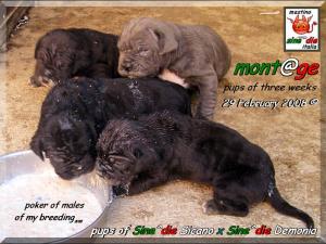 Cuccioli di Demonia & Sicano Sine^die,,, Palermo 29 Febbraio 2008,, xxx