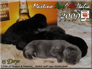 cuccioli Demonia Guappo 2009
