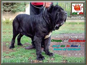 Champion Ottavio del Castellaccio Son of sine^die Sicano,,,.ooo