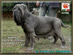 Ch.It. Perla d.S.V. owner Breeding del Castellaccio by Salvo Scherma Italy,,,