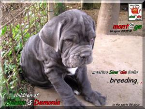 Cuccioli di Demonia & Sicano Sine^die,,, Palermo 16 aprile 2008,,