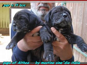 by sine^die pups of Althea.. to 25 days... 0337