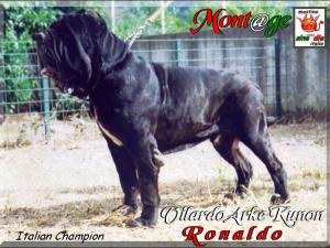 Italian Champion Vilardo Arke Kunon Ronaldo