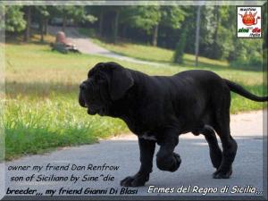 Ermes del Regno di Sicilia,, son of Siciliano by Sine^die,, owner Dan Renfrow