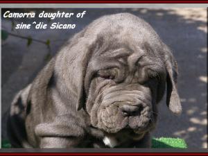 by sine^die Camorra daughter of sine^die Sicano.... 0370