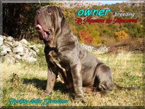 Perlita dello Stradone,,, owner breeding La Maeson de Maestral,,