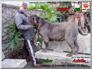 Ch.It. Achille owner & breder,,, Gianni  Di Blasi,,, son of Sine^die Sicano,oxo,,,.