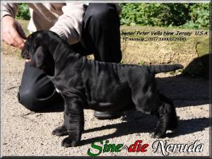 Neruda Sine^die son of Siciliano 55 days,,,