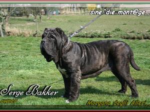 Morgana degli alleri,,, owner Serge Bakker,,,,jpg