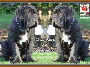 Guardiano mastini new zealand,,, Orso Nero,,, Black Bear,,, double,,,
