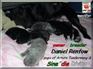 Sine^die Divina & pups,,, owner & breeder Daniel Renfow