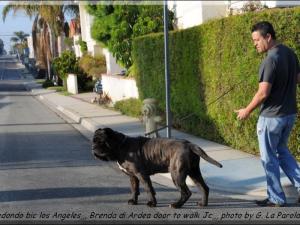 Los Angeles Brenda di Ardea door to walk Jc,