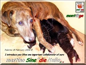 cuccioli di Sine^die Sicano x Taitu breeder mastino Sine^die italia,,,,,