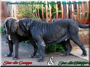 Guappo & Guappa Sine^die 19 months,,