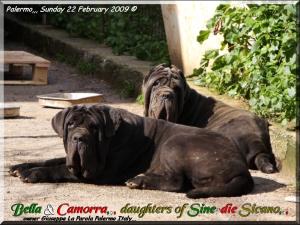 Bella & Camorra by Sine^die
