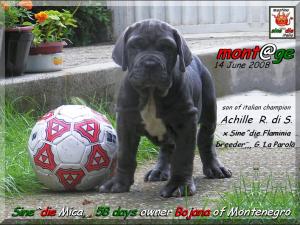 Sine^die Mica,, son of Italian Champion Achille del Regno di Sicilia x Sine^die Flaminia