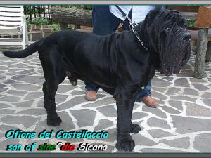 Ofione del castellaccio ,,, son of sine^die Sicano 800 pixel