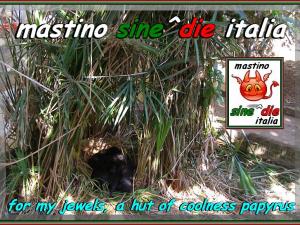 cuccioli Althea x Siciliano,,, 18 Augstu 2007,,, oxo