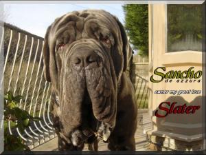 Sancho De Azzurra by Kim Slater