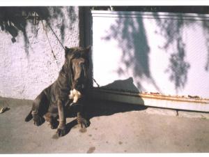 Sara - Ch Italiana- by  Di Micco Salvatore