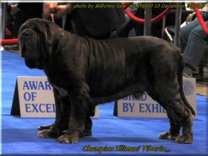 Expo Eukanuba California Ch. Illimani Tiberio,