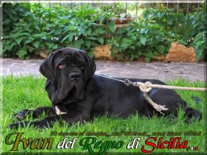 Ivan del Regno di Sicilia 90 days