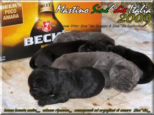 cuccioli Demonia Guappo 2009,