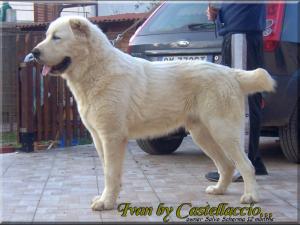 Ivan,,, Central Asia Shepherd oo1