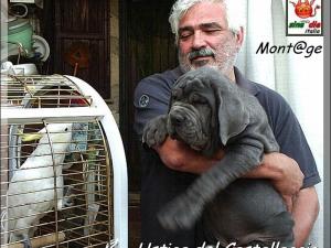Ustica del Castellaccio,,, daughter of Sine^die Sicano x Favola del Castellaccio