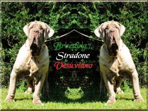 Stradone bionda