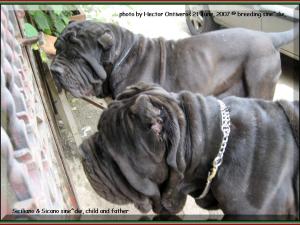 Hector potho 073