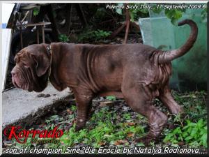 Korrado owner breeding Sine^die