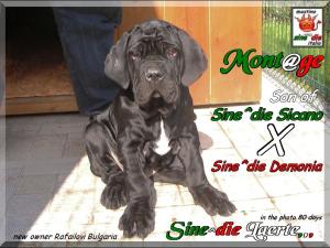Sine^die Laerte,,, son of Sine^die Sicano x Sine^die Demonia,