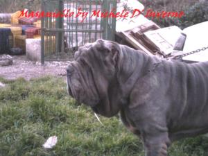 Masaniello d Acerra by Michele d Inverno-2