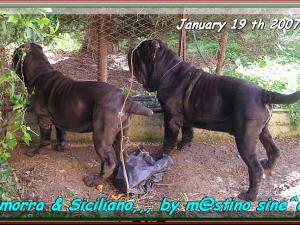 Camorra & Siciliano children of sine^die Sicano,,,