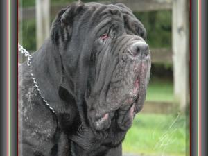 Ch. Orione del Castellaccio son of sine^die Sicano ox