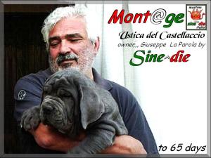 Ustica del Castellaccio,,, daughter of Sine^die Sicano x Favola del Castellaccio,