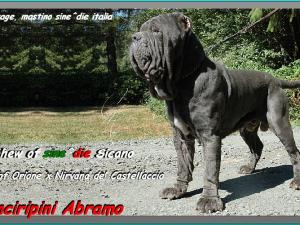 Cinciripini Abramo son of Orione x Nirvana del Castellaccio,,,